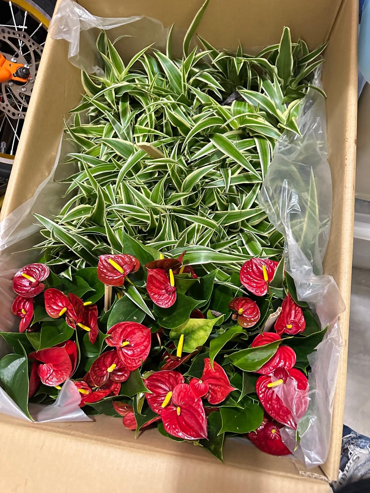 植物租賃