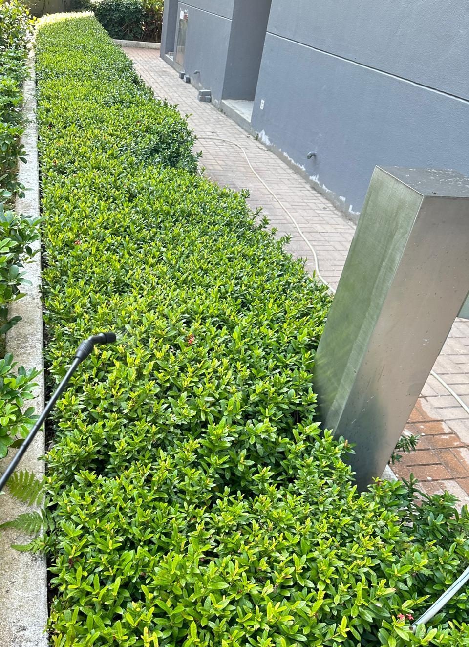 觀塘學校 — 園藝恒常保養